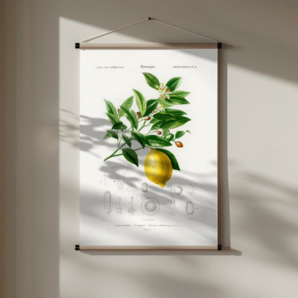 Lemon (citrus Limonium) Poster 30x40 cm