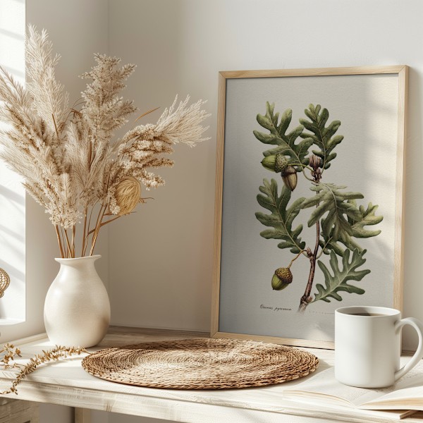 Botany   Quercus Pyrenaica Poster 30x40 cm