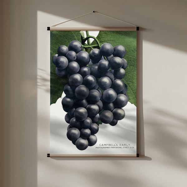 Campbell's Early Grape Lithograph Poster 30x40 cm