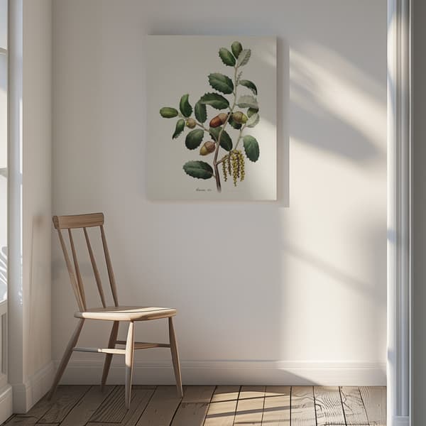 Botany   Quercus Ilex Canvastavla 30x40 cm