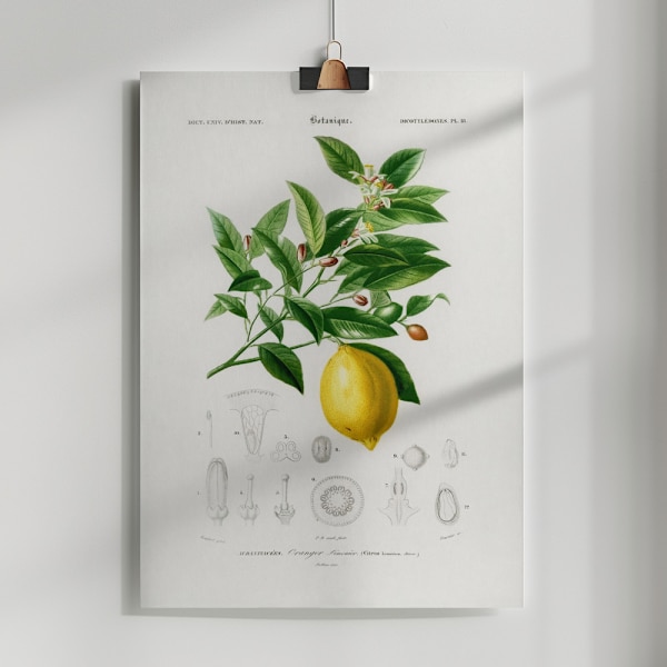 Lemon (citrus Limonium) Poster 50x70 cm