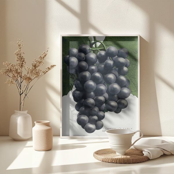 Campbell's Early Grape Lithograph Poster 30x40 cm