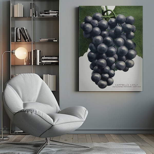 Campbell's Early Grape Lithograph Canvastavla 50x70 cm