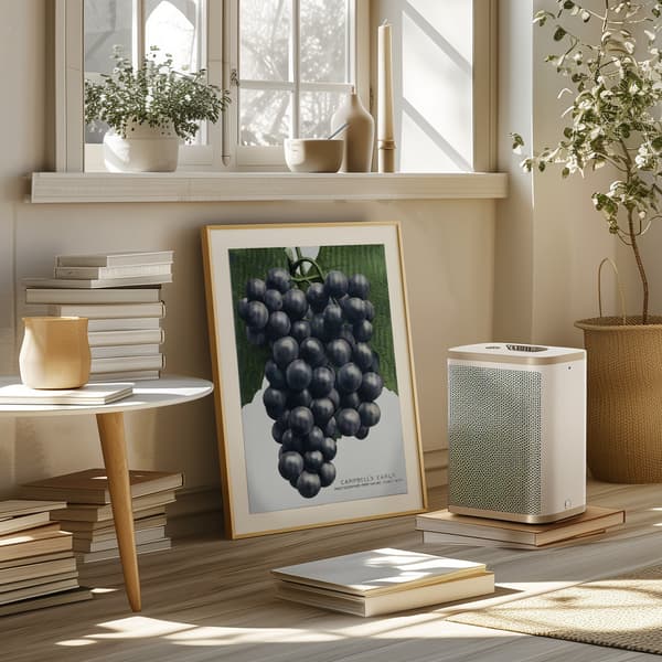 Campbell's Early Grape Lithograph Poster 50x70 cm