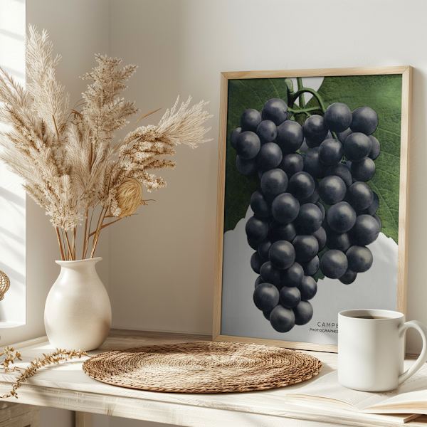 Campbell's Early Grape Lithograph Poster 30x40 cm