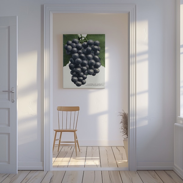 Campbell's Early Grape Lithograph Canvastavla 50x70 cm