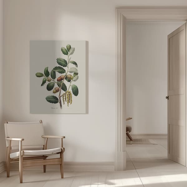 Botany   Quercus Ilex Canvastavla 50x70 cm