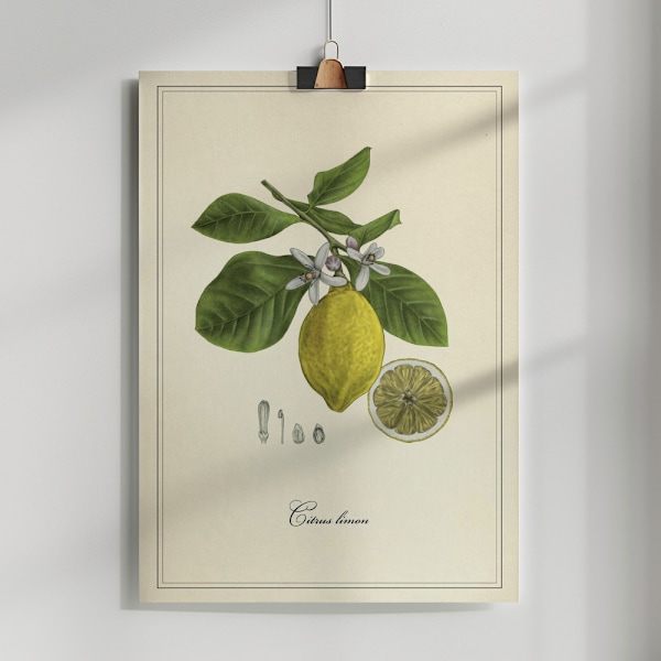 Lemon Poster 50x70 cm