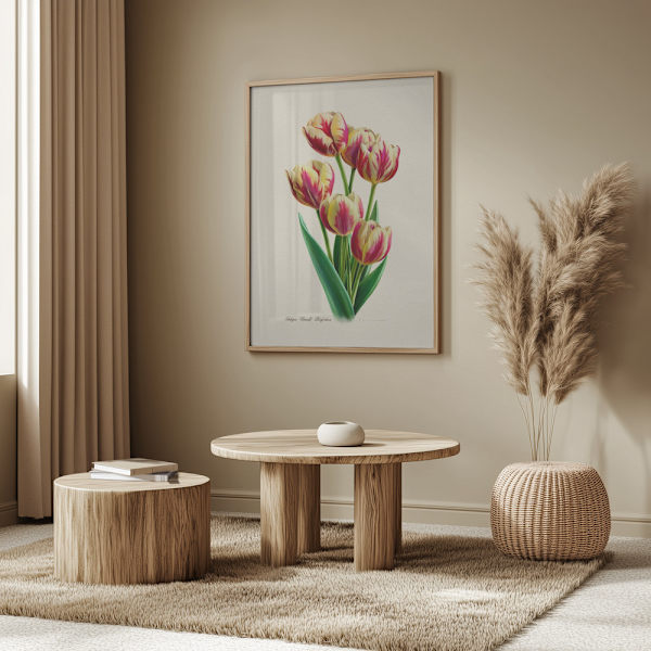 Botany   Tulipa Grand Perfection Poster 50x70 cm