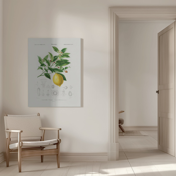 Lemon (citrus Limonium) Canvastavla 50x70 cm
