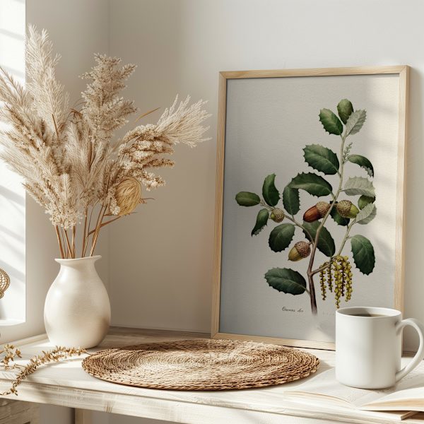 Botany   Quercus Ilex Poster 30x40 cm