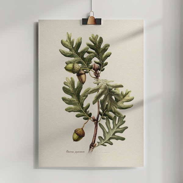 Botany   Quercus Pyrenaica Poster 50x70 cm