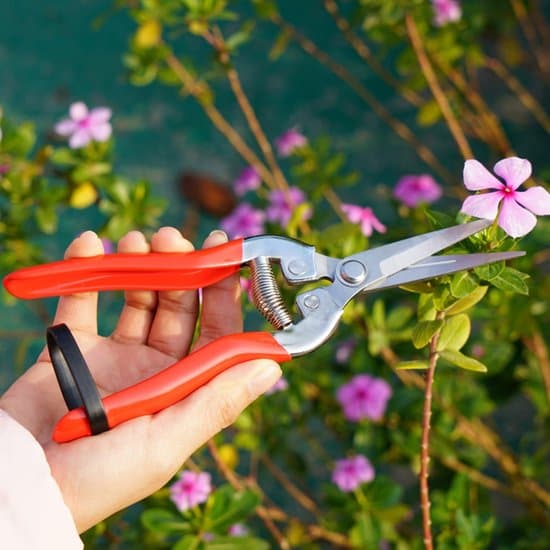 Professionel Rød Havesaks – Sekatør til Beskæring, Blomster og Grene, Rustfrit Stål, Ergonomisk og Sikker