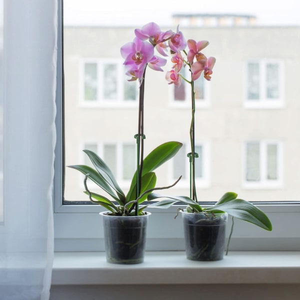 Växtstöd, paket med 15 växtstöd, små fasta orkidéer, blompinnar, växthållare i glasfiber för orkidéer