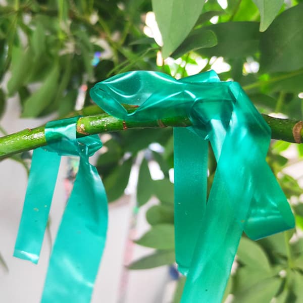 PVC-växtgrenband Tjockt robust trädgårdsväxtband för luffa vindruvor Bredd 2 Width 2.4cm