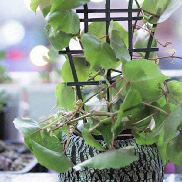 Krukväxtstöd, Spaljé för Inomhusväxter, Mini Växtstöd DIY Trädgårdsväxtstöd, överlappningsbar, Klätterspaljé Blomstöd för Krukväxter 4pcs