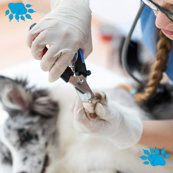 Professionel kæledyrsnegleklipper med sikkerhedslås, til hunde- og kattenegleklipper (blå)