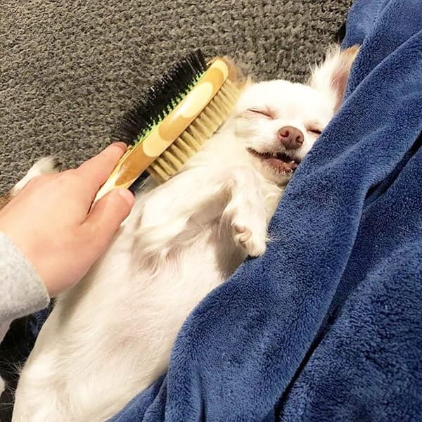 Dobbeltsidet børste til hunde/katte, massage- og fældekam, ideel til kort-, mellem- og langhårede kæledyr (brun og sort)