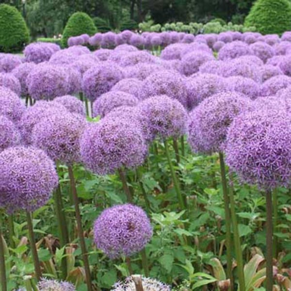 100st jättelökfrön Allium Giganteum Blomsterväxt Hemträdgård Bonsai-dekor Light Purple Giant Onion Seeds