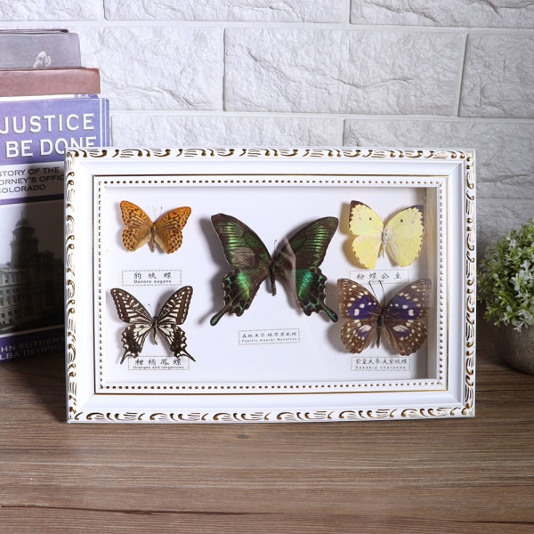 Utsökt fjärilar Insektsexemplar Craft Födelsedagspresent hem