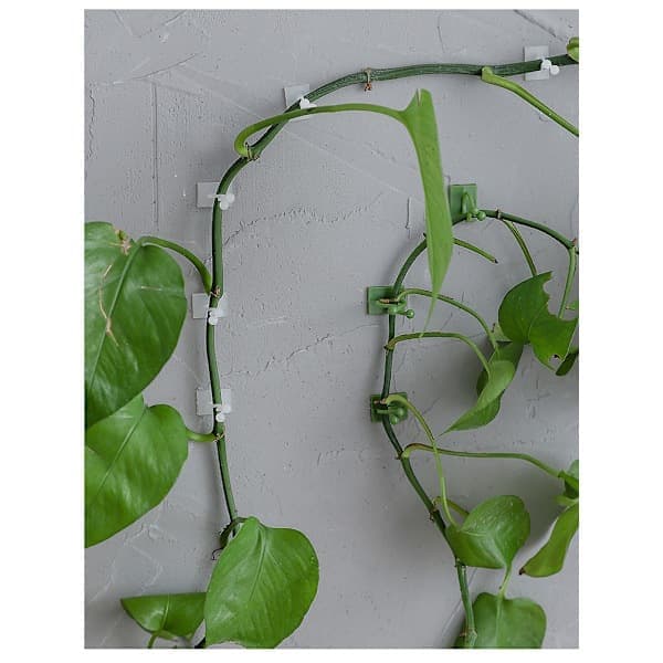 50-pakning planteklemmer Selvklebende planteklatrevegg (hvit medium) 白色 Medium 白色 Medium White Medium White Medium