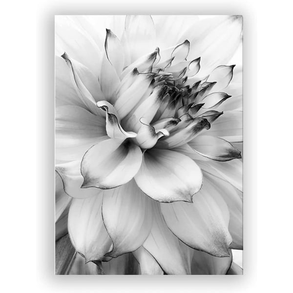 Plakatsett av høy kvalitet, vakker blomstret svart og hvit løvetann