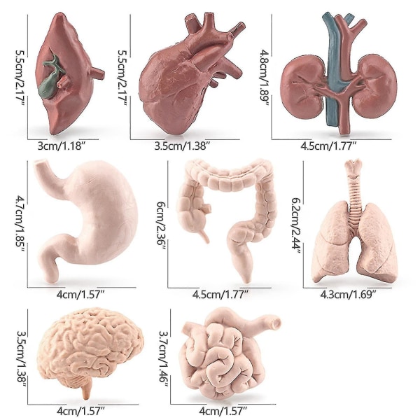 8st Barnvetenskaplig utbildning Mänskligt organ Hjärna Hjärta Li