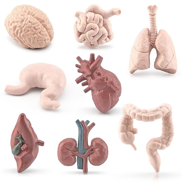 8st Barnvetenskaplig utbildning Mänskligt organ Hjärna Hjärta Li