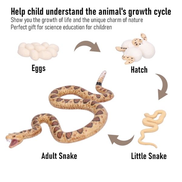 Rattlesnake-elinkaarimallin, kognitiivinen kasvumallin malli, opettavaiset lelut lapsille