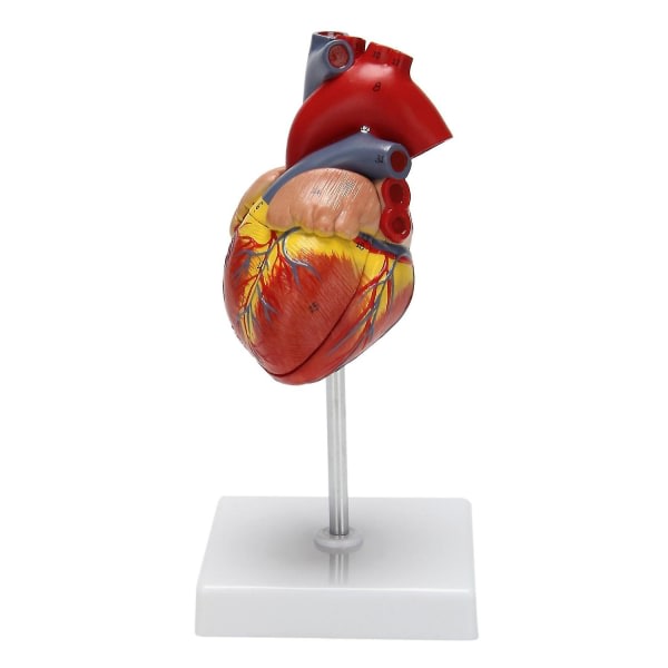 1:1 mänskligt hjärta malli, anatomiskt exakt hjärta model naturlig storlek mänskligt skelett anatomi för Scie