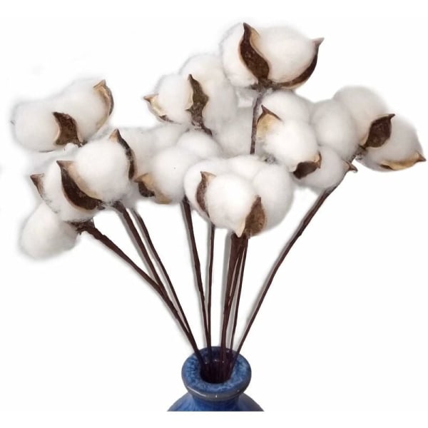 Lot de 30 véritables fleurs de coton séchées avec tige, 30 cm