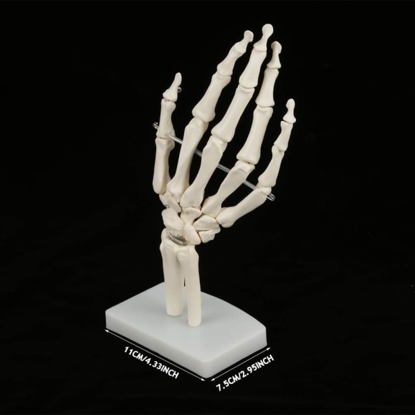 Medisinsk skjelettmodell - Medisinsk anatomi Livsstørrelse Menneskehånd Joint Study Human Medical Anatomy Art Sketch Skeleton School