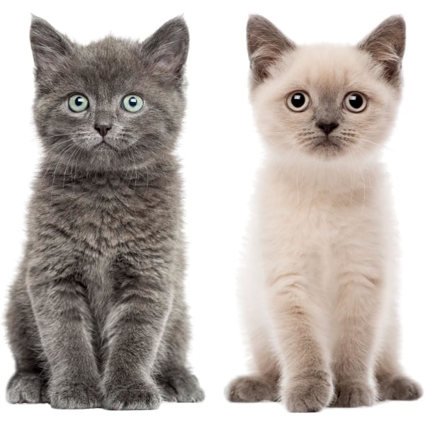 Baby Cat Tarrasarja, 2 söpöä tarraa eläinten ystäville harmaina ja ruskeina realistisissa suurissa kissanvauvissa - harmaa ja ruskea