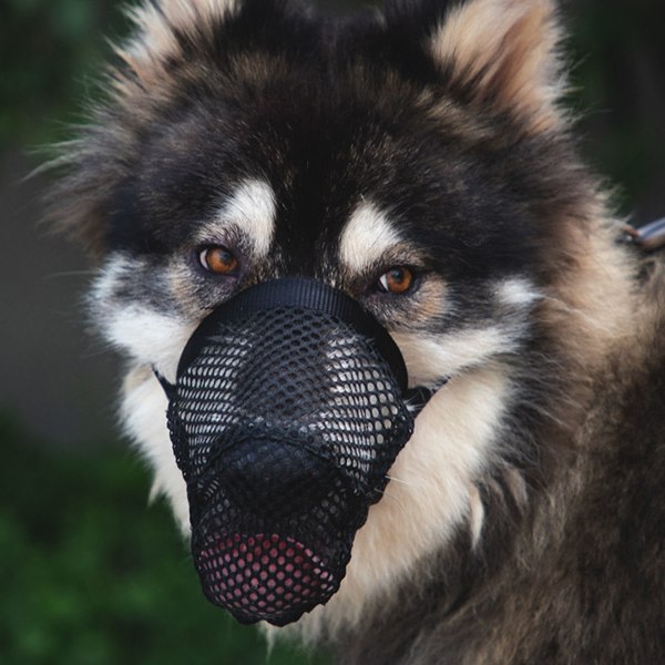 Dog Nosparti Anti-Chew Bite Barking Mjuk Justerbar Andningsbeskyttelsesmaske Svart XS