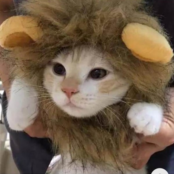 Sjov tøj til katte Løvemand Kattekostume Løveparyk Hue til jul kæledyr Halloween kostumer