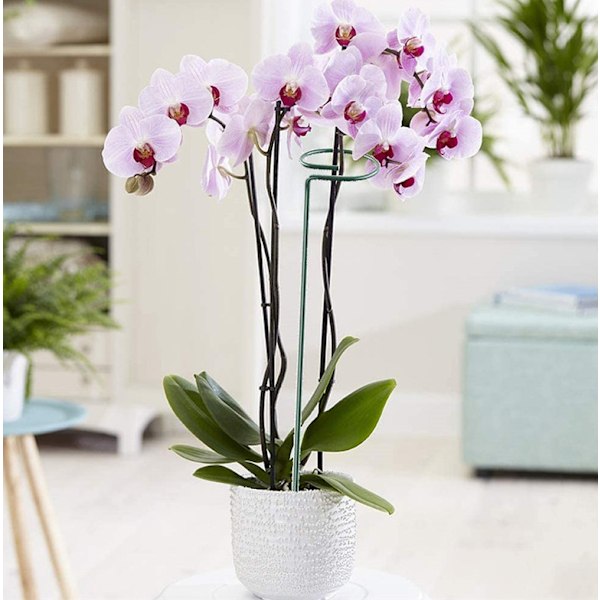 6-pack Blomsterplantstöd Metall Enstaka Stjälkstöd Trädgårdsstöd Amaryllis Orkidé Lilja Ros Tomater Mörkgrön