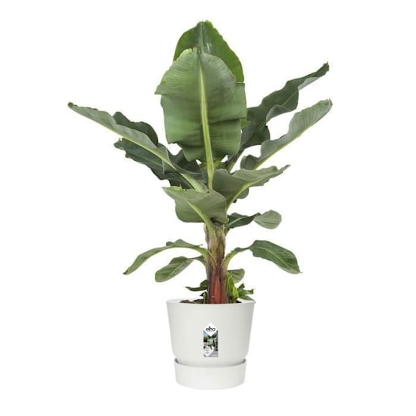 ELHO Rund blomsterpotte Greenville 40 - Utendørs - Ø 39 x H 36.8 cm - Hvit