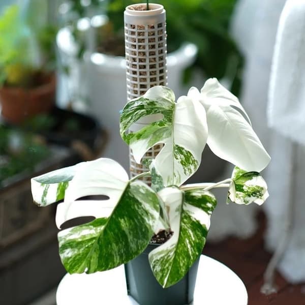 6st Moss Pole Plant Support Stakes Klätterväxtstöd för Monstera Pothos 6pcs