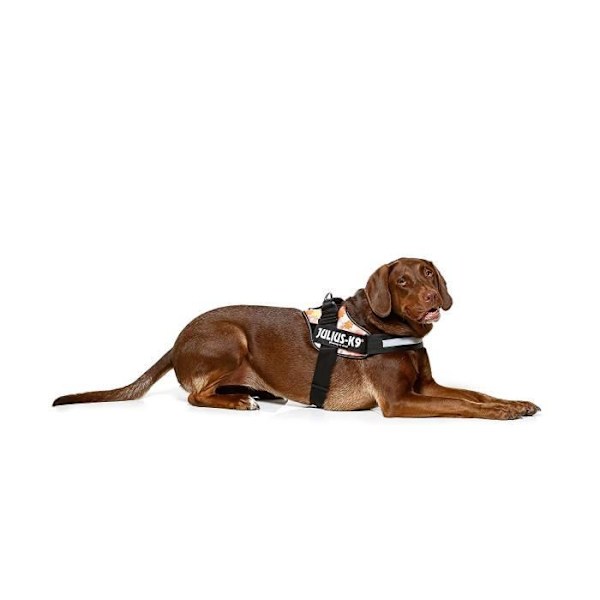 Harnais för Hund - JULIUS K-9 - IDC-Power - Rosablomma - Storlek 0 - 14 kg och mer Rose Blommig