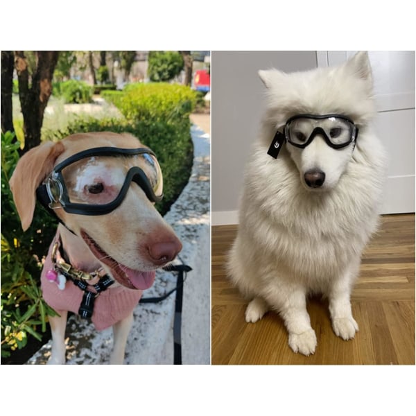 Hundglas for øjenbeskyttelse for middelstora hundraser