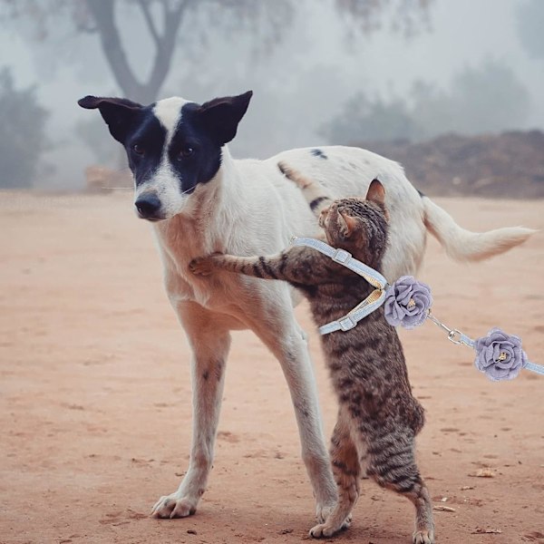 Koppel Litet Hundkoppel Kattungekoppel Husdjurskoppel Kattkoppel Hundkoppel Väst Kaninkoppel Valpkoppel Husdjurskoppel Justerbart Tyg Hundkoppel Resa