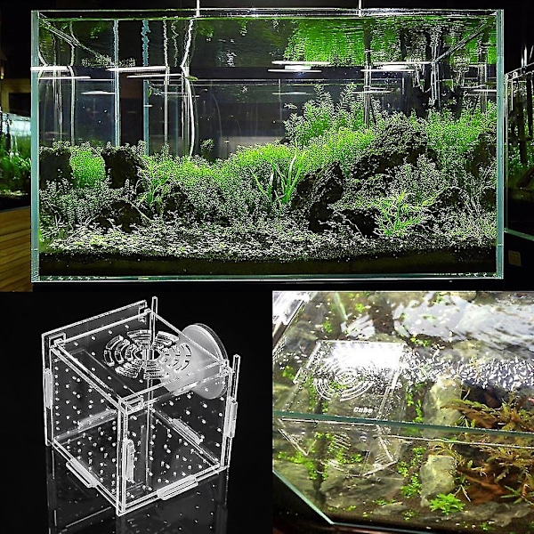 Fiskeopdrætsboks Akvarium Lille Inkubator Med Sugekop Til Nyfødte Rejer