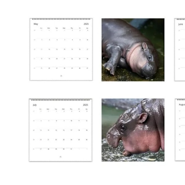 2025 Kalender: Bedårende Pygmæflodhest-tema! En Charmerende Vægkælder til Flodhest-Elskere, der Bringer et Pift af Sødhed og Sjov til Hver Måned af Året