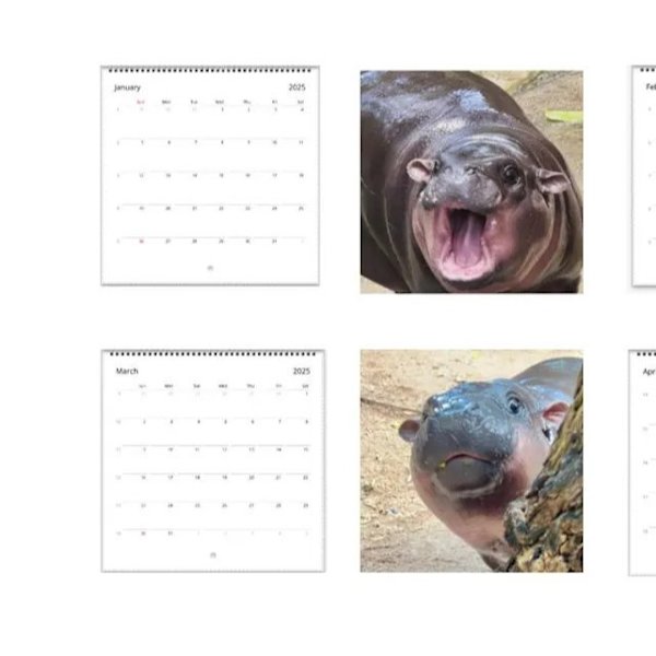 2025 Kalender: Bedårende Pygmæflodhest-tema! En Charmerende Vægkælder til Flodhest-Elskere, der Bringer et Pift af Sødhed og Sjov til Hver Måned af Året