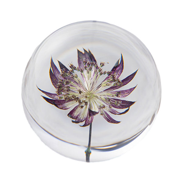 1/2/3/5 Utsökt blomma kristallkula present för alla tillfällen Astrantia 8cm 1Set