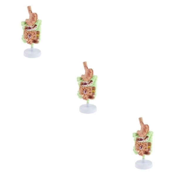 1/2/3 Omfattande mänsklig gastrointestinal patologimodell 3PCS