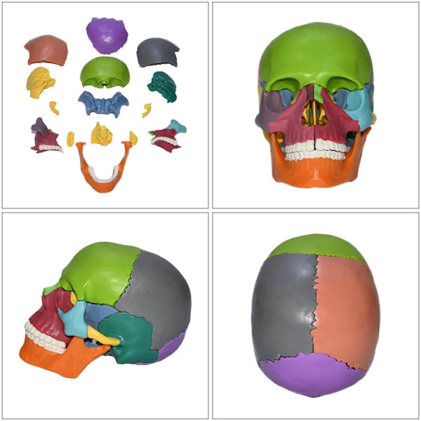 Naturlig storlek Anatomisk undervisning skeletthuvud 15 delar monterade