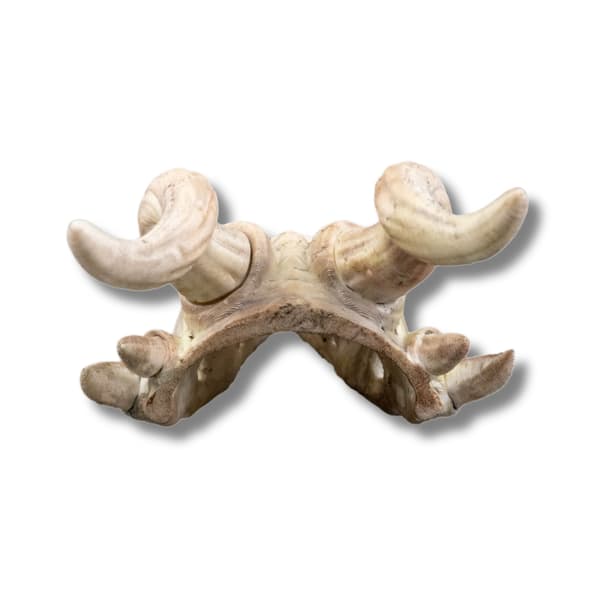 Bone Trophy hårnål Vit M