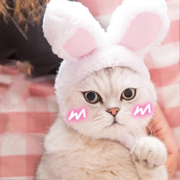 Søt Kaninøreformet Hodeplagg Hatt Hund Teddy Bichon Katt Cosplay Kjæledyr Hodeplagg