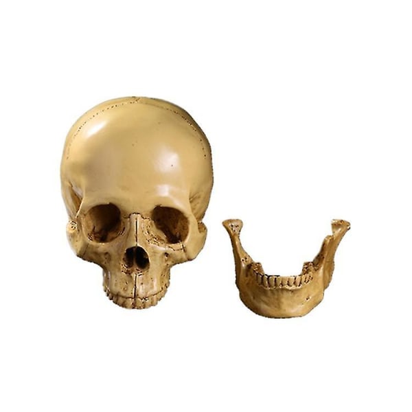 1:1 Resin Skalle Huvudmodell Simulering Skeletthuvud Medicinsk skallekonstkopia för Halloween-dekor (19*16,5*11,5 cm/7,48*6,5*4,52 tum)